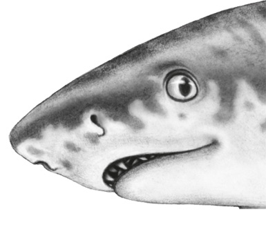 Иллюстрация к книге — Водный заговор [i_040.jpg]