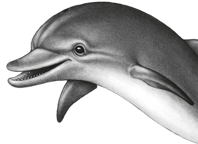 Иллюстрация к книге — Водный заговор [i_042.jpg]