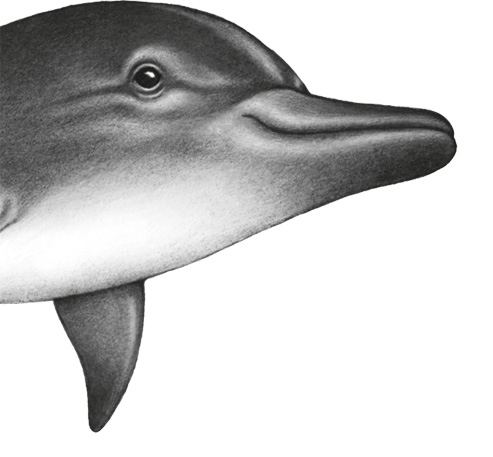 Иллюстрация к книге — Водный заговор [i_045.jpg]