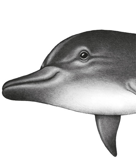 Иллюстрация к книге — Водный заговор [i_048.jpg]