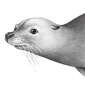 Иллюстрация к книге — Водный заговор [i_049.jpg]