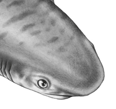 Иллюстрация к книге — Водный заговор [i_053.jpg]