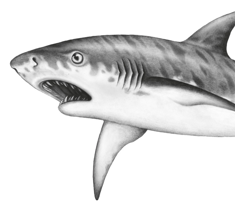 Иллюстрация к книге — Водный заговор [i_055.jpg]