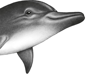 Иллюстрация к книге — Водный заговор [i_056.jpg]