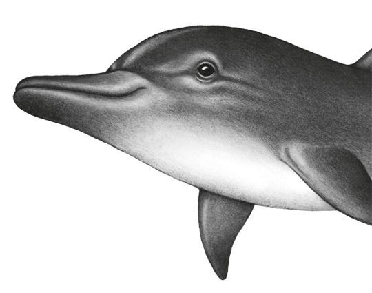 Иллюстрация к книге — Водный заговор [i_060.jpg]