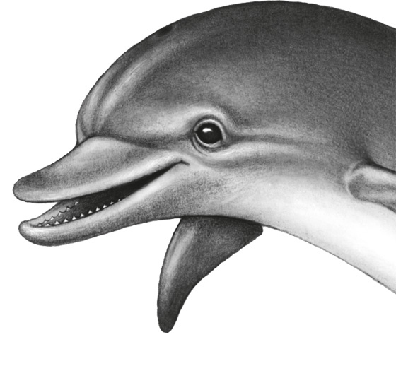 Иллюстрация к книге — Водный заговор [i_061.jpg]