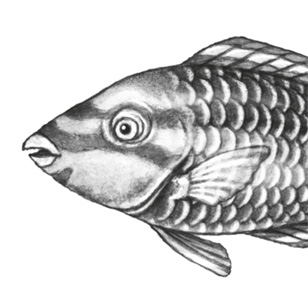 Иллюстрация к книге — Водный заговор [i_063.jpg]