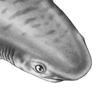 Иллюстрация к книге — Водный заговор [i_070.jpg]