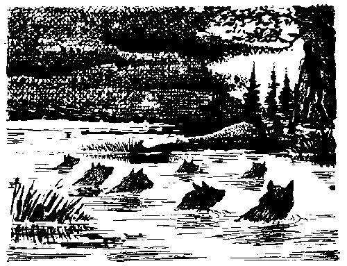 Иллюстрация к книге — Вамирэх [_81.jpg]