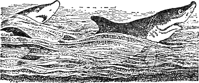 Иллюстрация к книге — Доктор Айболит [g52.jpg]