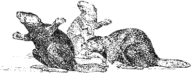 Иллюстрация к книге — Доктор Айболит [g72.jpg]