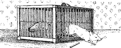 Иллюстрация к книге — Доктор Айболит [g81.jpg]