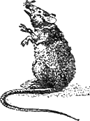 Иллюстрация к книге — Доктор Айболит [g82.jpg]