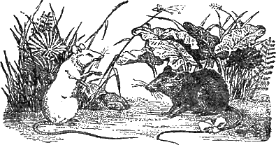 Иллюстрация к книге — Доктор Айболит [g89.jpg]