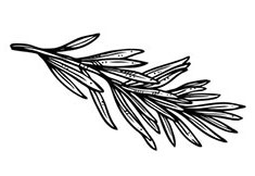 Иллюстрация к книге — Волшебное лето во Франции. Замки, фиалки и вишневый пирог [i_043.jpg]