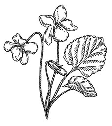 Иллюстрация к книге — Волшебное лето во Франции. Замки, фиалки и вишневый пирог [i_072.jpg]