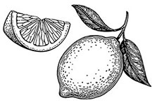 Иллюстрация к книге — Волшебное лето во Франции. Замки, фиалки и вишневый пирог [i_133.jpg]