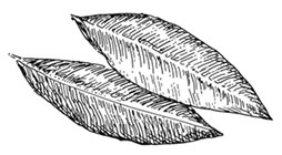 Иллюстрация к книге — Волшебное лето во Франции. Замки, фиалки и вишневый пирог [i_139.jpg]