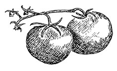 Иллюстрация к книге — Волшебное лето во Франции. Замки, фиалки и вишневый пирог [i_166.jpg]