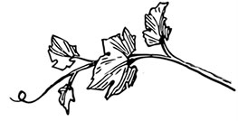 Иллюстрация к книге — Волшебное лето во Франции. Замки, фиалки и вишневый пирог [i_168.jpg]