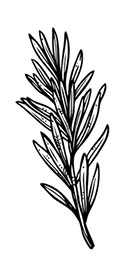 Иллюстрация к книге — Волшебное лето во Франции. Замки, фиалки и вишневый пирог [i_185.jpg]