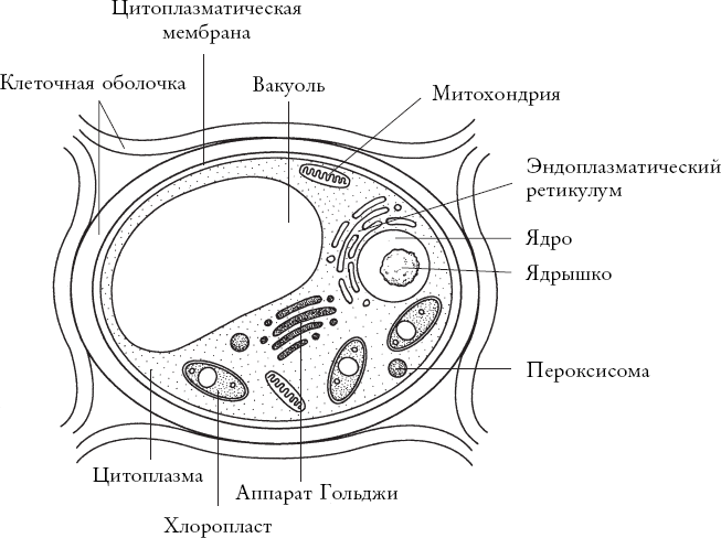 Иллюстрация к книге — Путь розы. Внутри цветочного бизнеса. Как выводят и продают цветы, которые не сумела создать природа [i_002.jpg]