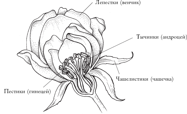 Иллюстрация к книге — Путь розы. Внутри цветочного бизнеса. Как выводят и продают цветы, которые не сумела создать природа [i_005.jpg]