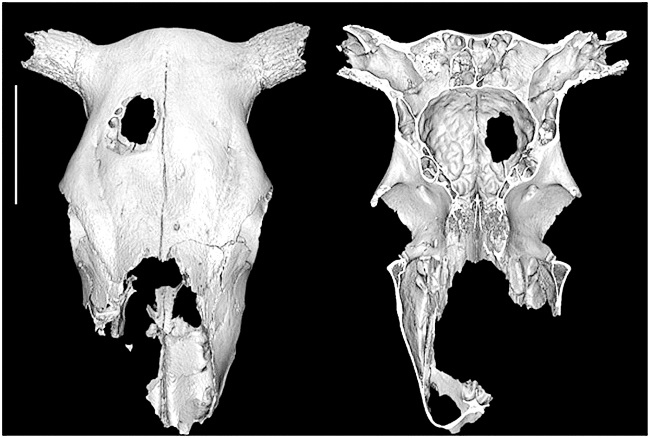 Иллюстрация к книге — Гиппократ не рад. Путеводитель в мире медицинских исследований [i_003.jpg]