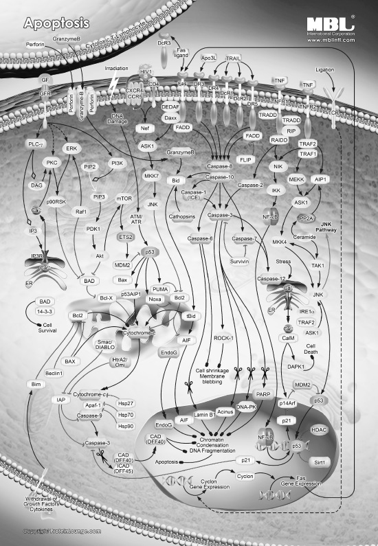 Иллюстрация к книге — Гиппократ не рад. Путеводитель в мире медицинских исследований [i_023.jpg]