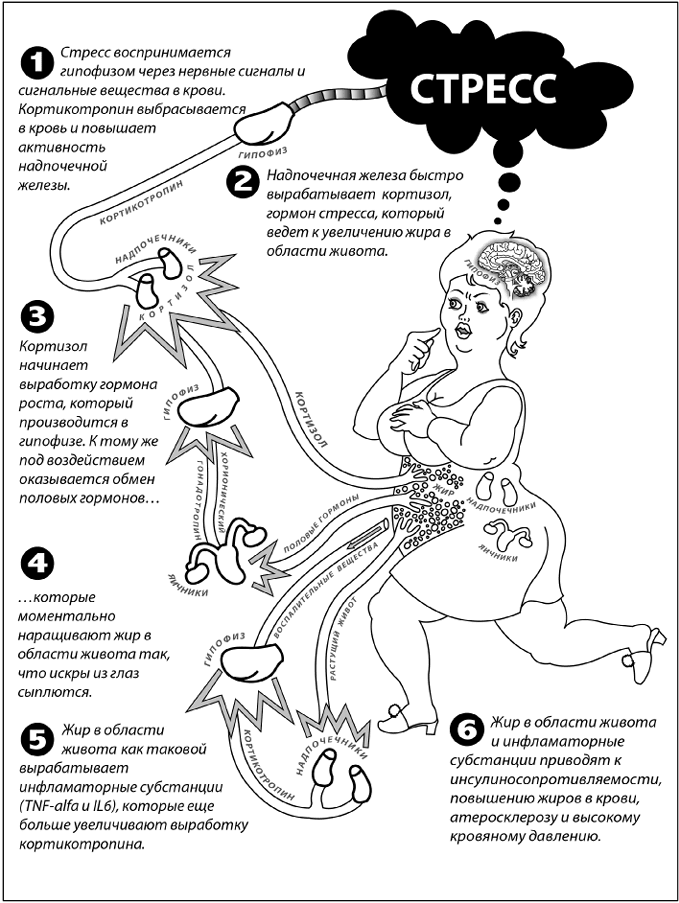 Иллюстрация к книге — Дирижер организма. Как мозг управляет вашим весом и помогает похудеть [i_018.jpg]