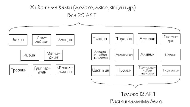 Иллюстрация к книге — Как химичит наш организм: принципы правильного питания [i_004.jpg]