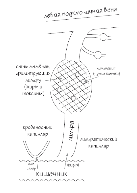 Иллюстрация к книге — Как химичит наш организм: принципы правильного питания [i_015.jpg]