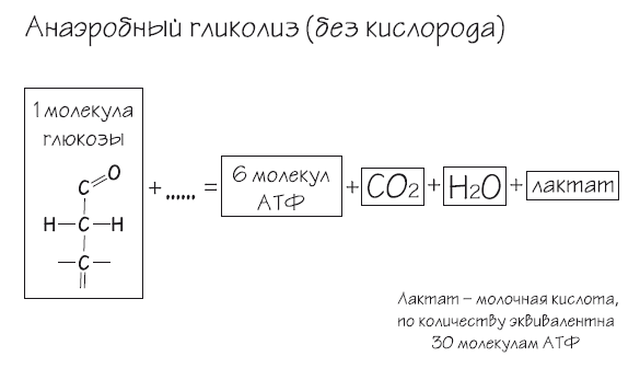 Иллюстрация к книге — Как химичит наш организм: принципы правильного питания [i_017.jpg]