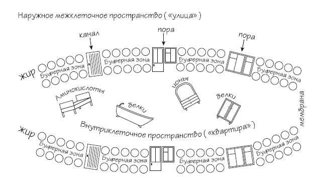 Иллюстрация к книге — Как химичит наш организм: принципы правильного питания [i_019.jpg]