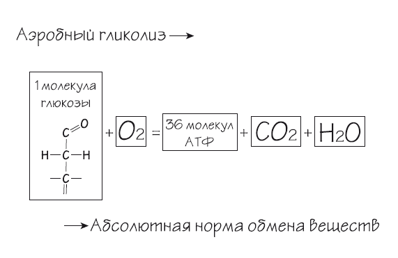 Иллюстрация к книге — Как химичит наш организм: принципы правильного питания [i_021.jpg]
