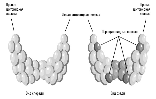 Иллюстрация к книге — Загадочная щитовидка: что скрывает эта железа [i_002.jpg]