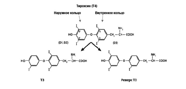 Иллюстрация к книге — Загадочная щитовидка: что скрывает эта железа [i_003.jpg]