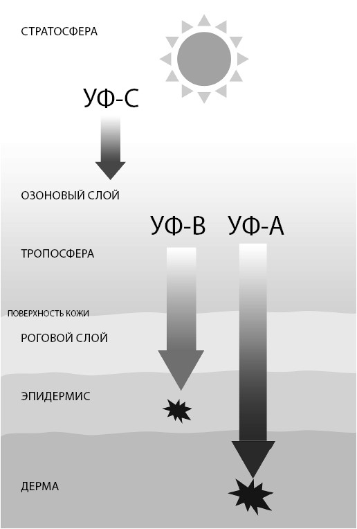 Иллюстрация к книге — Загадочная щитовидка: что скрывает эта железа [i_005.jpg]