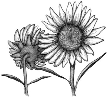 Иллюстрация к книге — Я считаю по 7 [i_014.jpg]