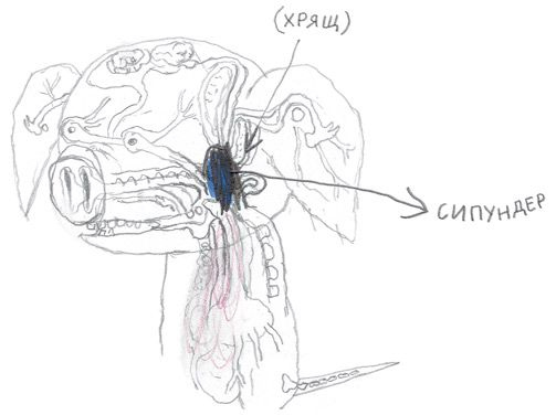 Иллюстрация к книге — Как Поросёнок болел леопардозом [i_011.jpg]