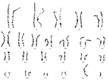 Иллюстрация к книге — Мальчик, который не переставал расти… и другие истории про гены и людей [i_002.jpg]