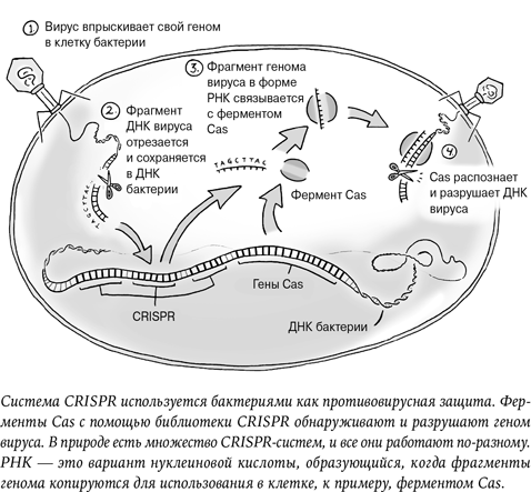 Иллюстрация к книге — Неестественный отбор. Генная инженерия и человек будущего [i_003.jpg]