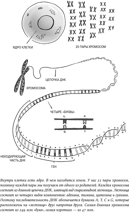 Иллюстрация к книге — Неестественный отбор. Генная инженерия и человек будущего [i_006.jpg]