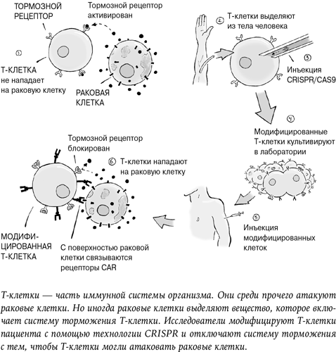 Иллюстрация к книге — Неестественный отбор. Генная инженерия и человек будущего [i_007.jpg]