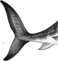 Иллюстрация к книге — Опасные волны [i_007.jpg]