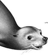 Иллюстрация к книге — Опасные волны [i_015.jpg]