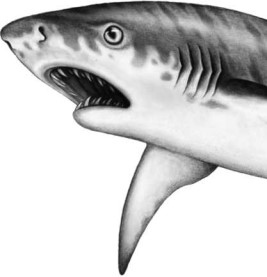 Иллюстрация к книге — Опасные волны [i_020.jpg]