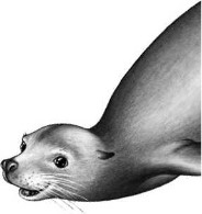 Иллюстрация к книге — Опасные волны [i_021.jpg]