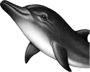 Иллюстрация к книге — Опасные волны [i_023.jpg]