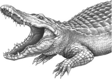 Иллюстрация к книге — Опасные волны [i_026.jpg]